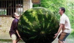 热门大瓜,热门大瓜背后的惊人真相